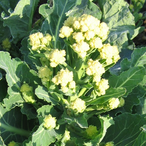 Broccoli Burbank